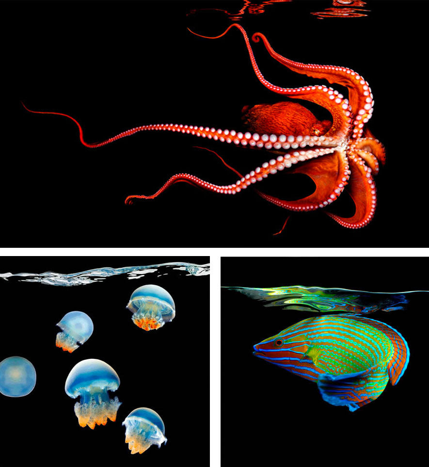 Art: Mark Laita's Underwater Photography