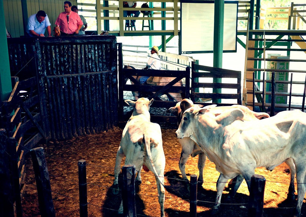 Travel:  Live Cattle Auction in Paraguay
